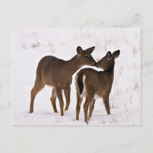 Cartão Postal Minha mãe me ama