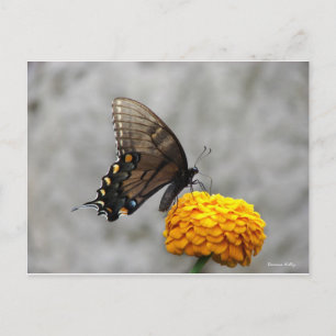 Cartão Postal Minha Placa de Borboleta