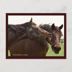 Cartão Postal Minha Turbulenta Senhorita com Cartão-postal Taba