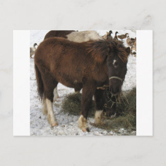 Cartão Postal mini cavalo