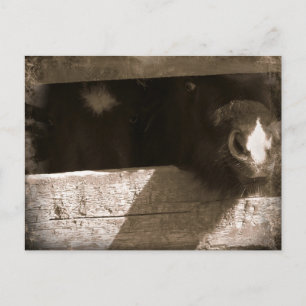 Cartão Postal Mini nariz sobre o portão