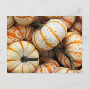 Cartão Postal Mini Pumpkins branca e laranja