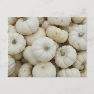 Cartão Postal Mini Pumpkins Branco