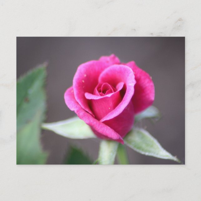 Cartão Postal mini rosa cor-de-rosa escuro (Frente)