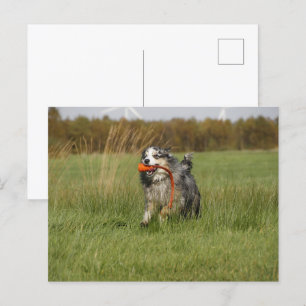 Cartão Postal Miniatura de Shepherd Blue Merle w Toy