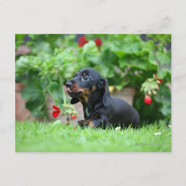 Cartão Postal Miniatura lisa Dachshund 1 (Frente)