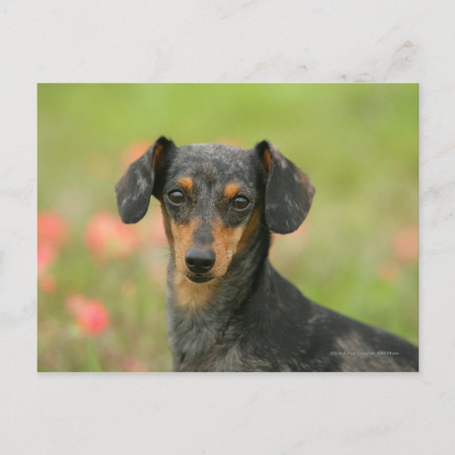 Cartão Postal Miniatura lisa Dachshund Puppy Olhando para (Frente)