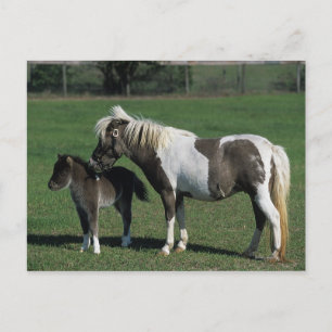 Cartão Postal Miniatura Mare & Foal em Pé