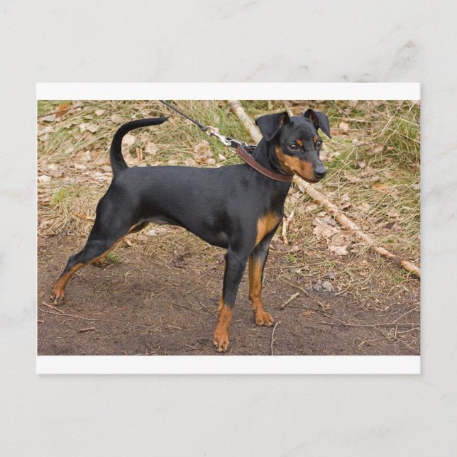 Cartão Postal Miniatura_pinscher (Frente)