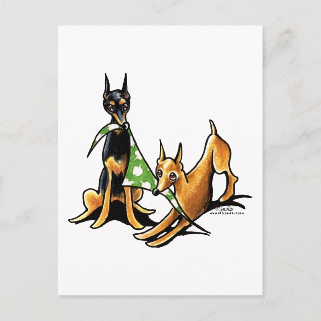 Cartão Postal Miniatura Pinscher n Maçãs (Frente)