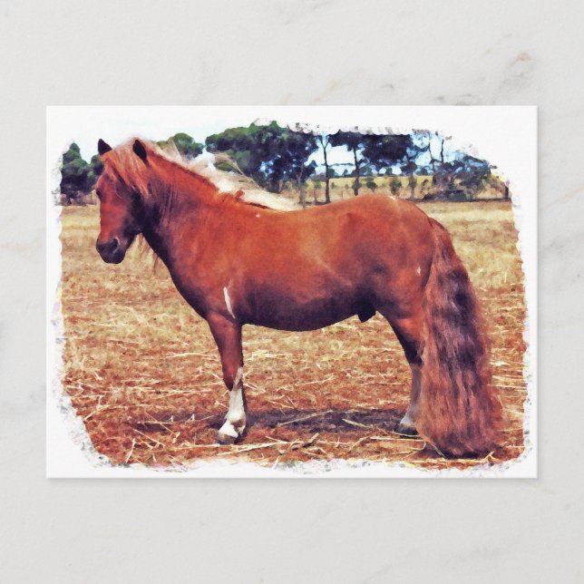Cartão Postal Miniatura Pony (Frente)
