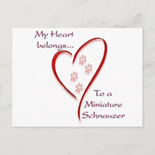 Cartão Postal Miniatura Schnauzer Hearts Pertence