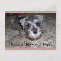 Miniatura Schnauzer Puppy