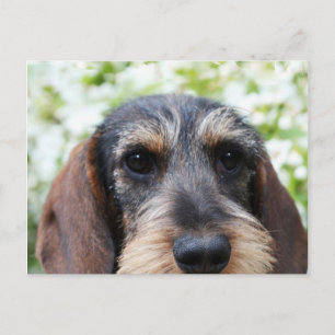 Cartão Postal Miniatura Wire Haired Dachshund