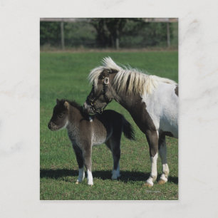 Cartão Postal Miniature Mare & Foal Standing