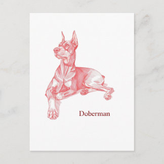 Cartão Postal Minimalist Red Pencil Doberman Pinscher Sketch 