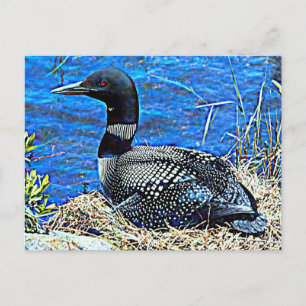 Cartão Postal Minnesota Common Loon