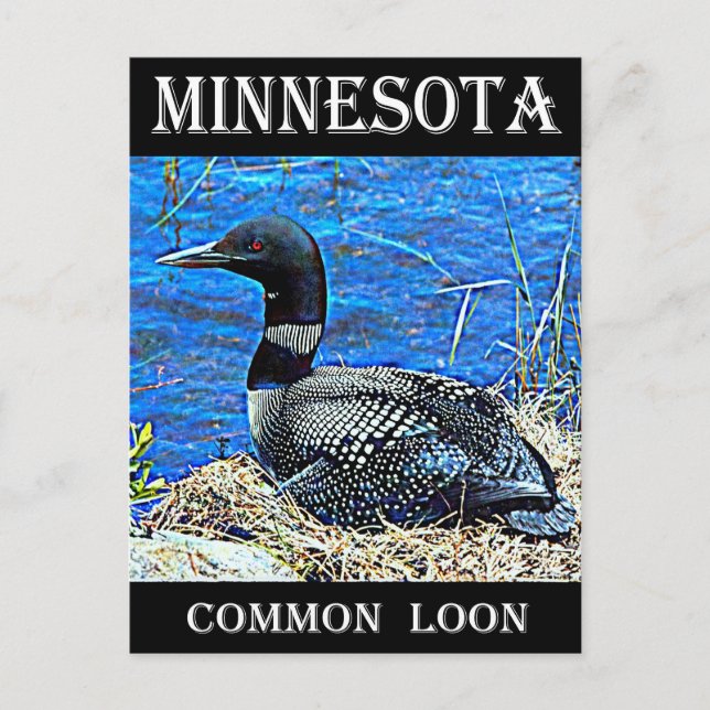 Cartão Postal Minnesota Common Loon (Frente)