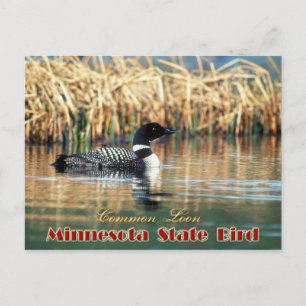 Cartão Postal Minnesota State Bird - Leão Comum