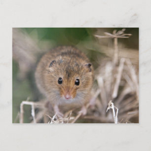 Cartão Postal Minnie Postcard