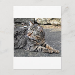 Cartão Postal Minnie the Minx