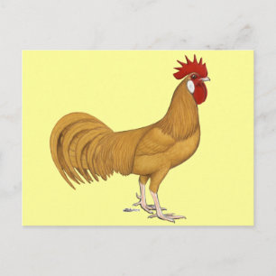 Cartão Postal Minorca: Buff Rooster
