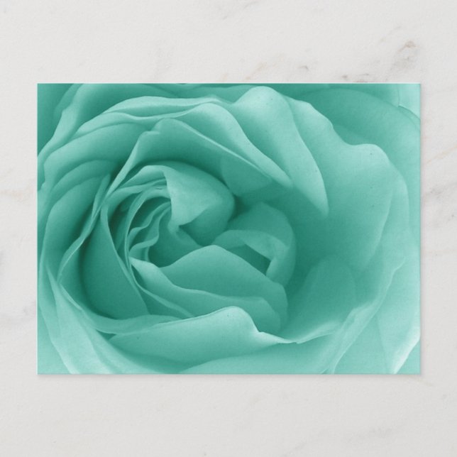 Cartão Postal MINT GREEN Close Up of a Fril Rosa (Frente)