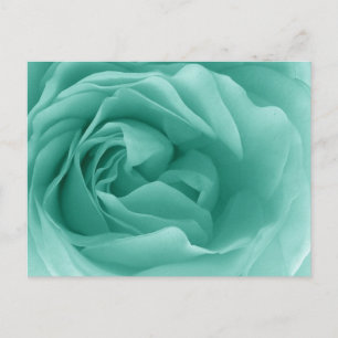 Cartão Postal MINT GREEN Close Up of a Frilly Rosa