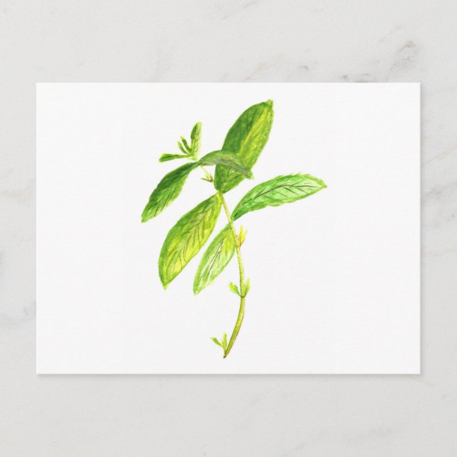 Cartão Postal Mint herb Mint watercolor impressão (Frente)