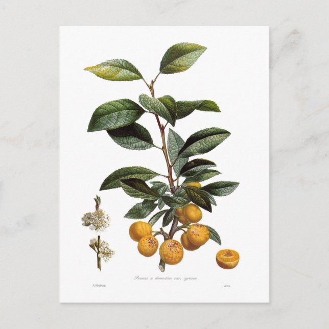 Cartão Postal Mirabelle Plum (Frente)