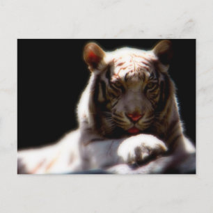Cartão Postal Miragem Branca do Tigre