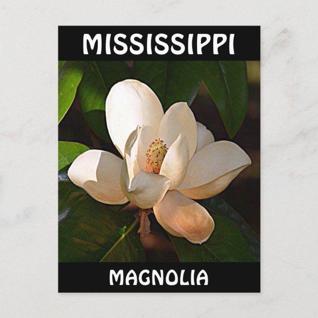 Cartão Postal Mississippi Magnolia (Frente)