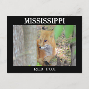 Cartão Postal Mississippi Red Fox