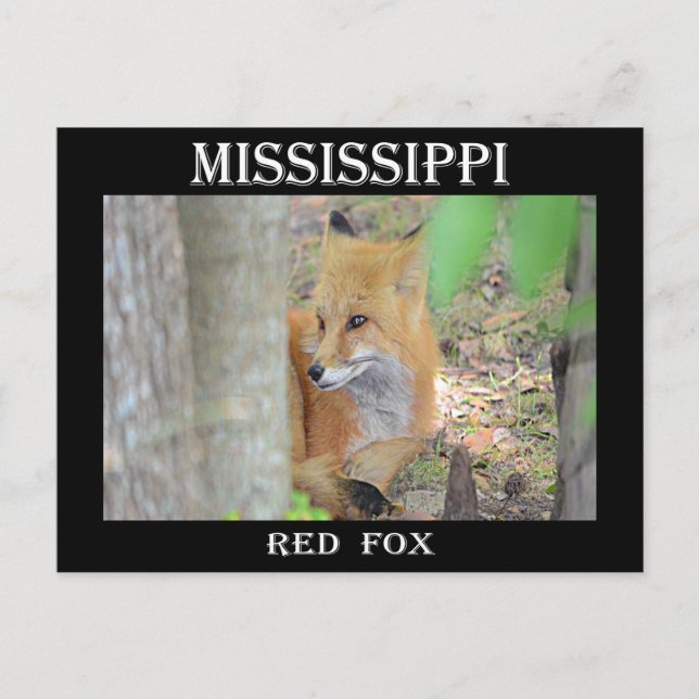 Cartão Postal Mississippi Red Fox (Frente)