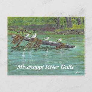 Cartão Postal Mississippi River Gulls