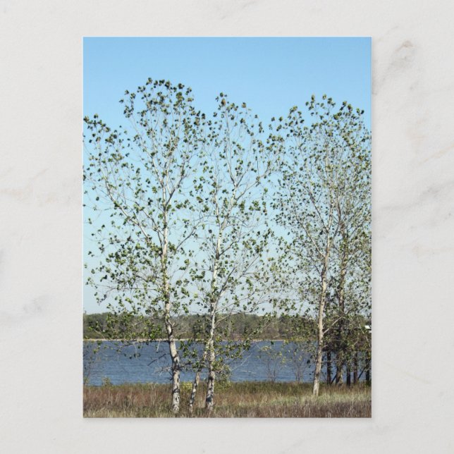 Cartão Postal Mississippi Trees (Frente)