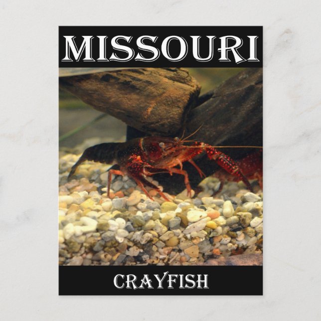 Cartão Postal Missouri Crawfish (Frente)
