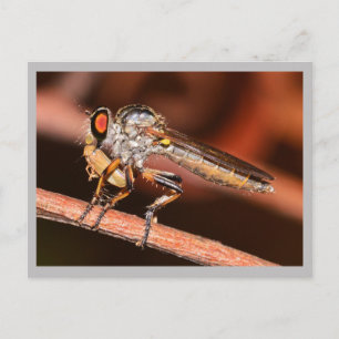 Cartão Postal Missouri Damselfly.