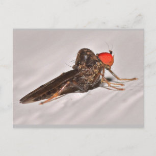 Cartão Postal Missouri Dance Fly.
