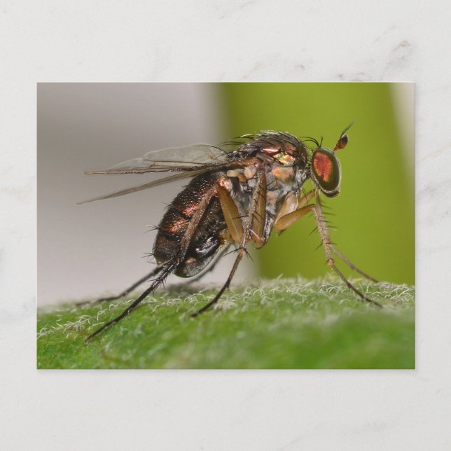Cartão Postal Missouri Fly. (Frente)