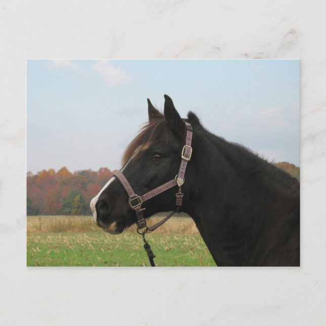 Cartão Postal Missouri Foxtrotter (Frente)