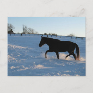 Cartão Postal Missouri Foxtrotter ao crepúsculo