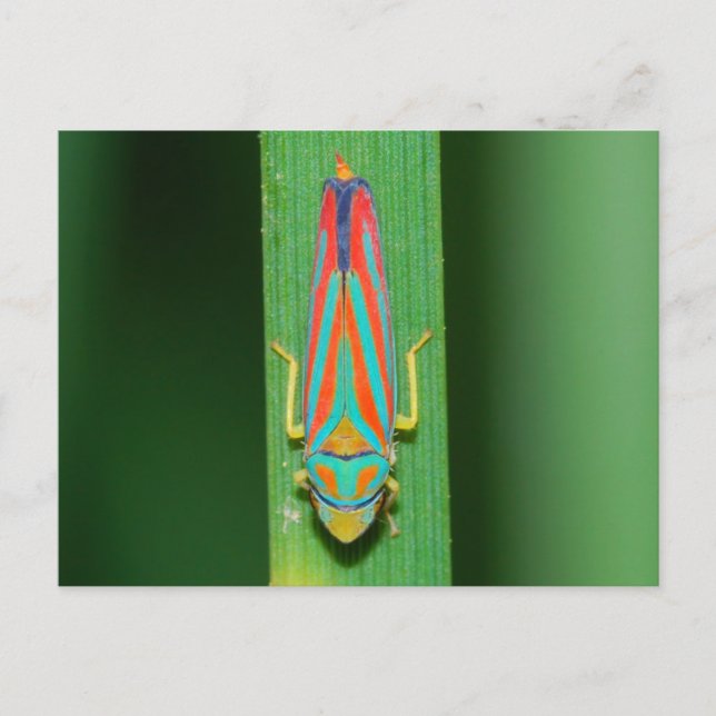 Cartão Postal Missouri Leaf Hopper. (Frente)