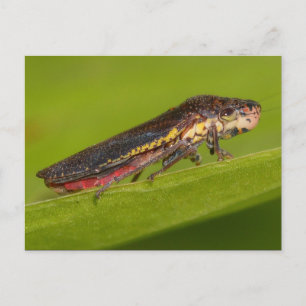 Cartão Postal Missouri Plant Hopper.