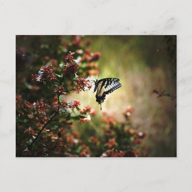 Cartão Postal mistério da graça (Frente)