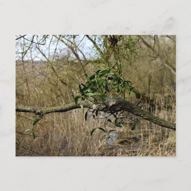 Cartão Postal Mistletoe (Frente)