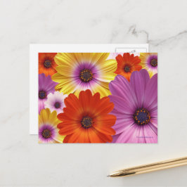 Cartão Postal Misto Floral Colorido de Margaridas Africanas