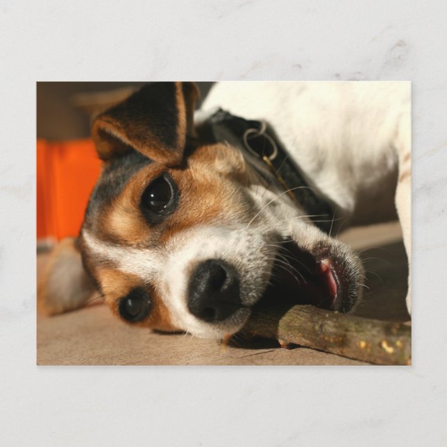 Cartão Postal Mistura - Cartão-postal para mastigar o Stick (Frente)