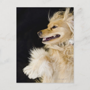 Cartão Postal mistura de cocker spaniel nas costas
