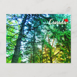 Cartão Postal Mistura de Floresta de Árvores do Canadá
